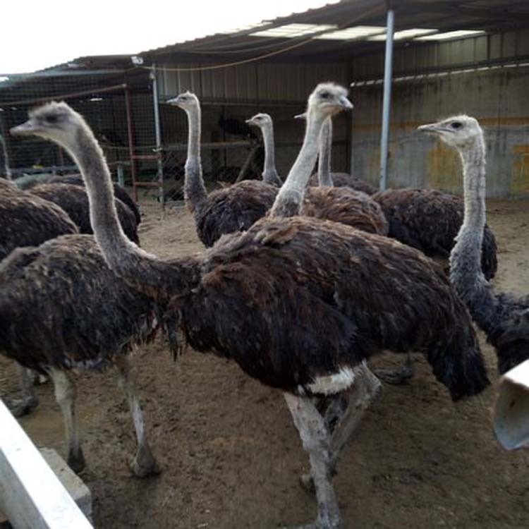 重庆鸵鸟养殖场 鸵鸟苗价格  鸵鸟养殖厂家