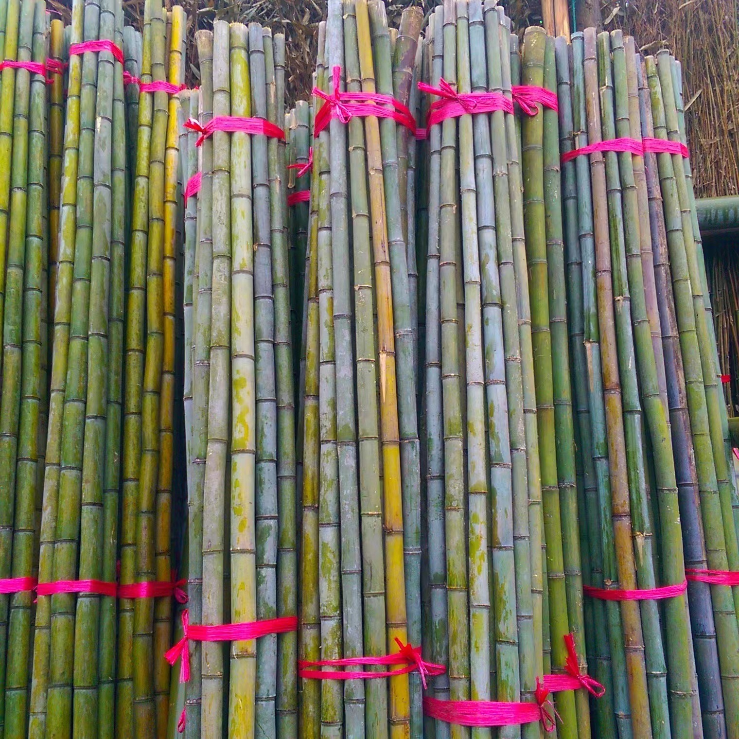 菜架竹厂家 促销胖瘦竹子 拇指竹 8米长的毛竹 瓜果蔬菜爬藤搭架用竹竿