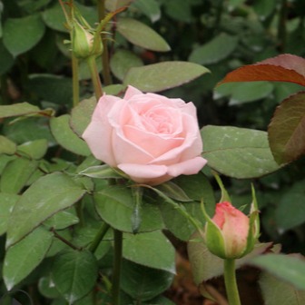 永益 多季玫瑰苗 多季玫瑰价格 枝紫叶绿花红 庭院观赏绿化
