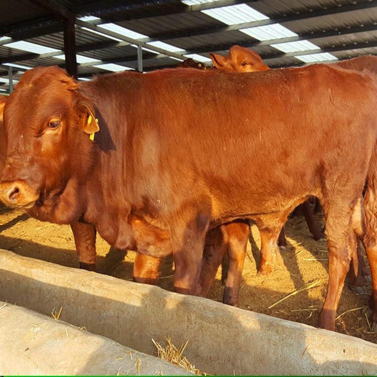 肉牛养殖场出售 肉牛利木赞牛 2021年供应肉牛 鼎荣 运输包活