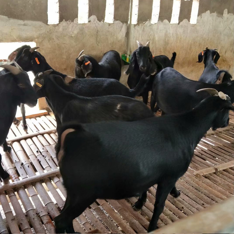 黑山羊繁殖基地 黑山羊批发市场 黑山羊苗养殖基地 现代 自产自销