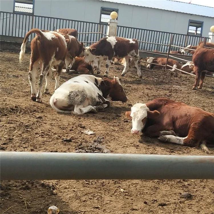 西门塔尔种母牛 西门塔尔牛种苗价格 通凯 400斤小牛 大量优惠