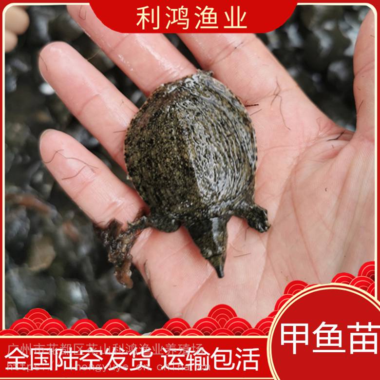 优质甲鱼苗 水鱼苗 台湾甲鱼 中华甲鱼苗批发 龟类 包活发货