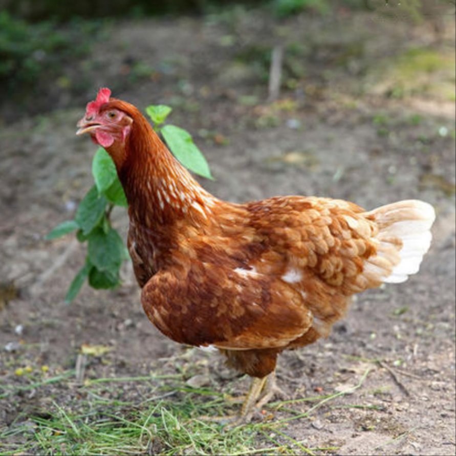 河南100日龄海兰褐青年鸡出售中，红羽褐壳海兰蛋鸡青年鸡1万4千只