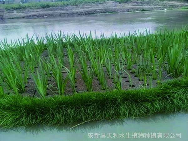 聚酯纤维漂浮湿地,水体绿化植物浮岛,生态浮床