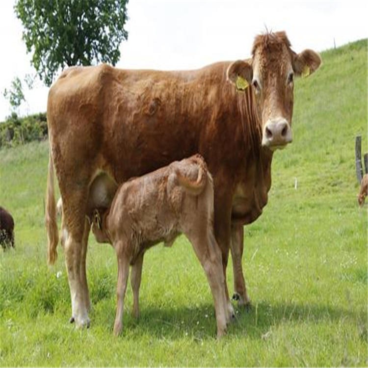 怀孕肉牛 300斤西门塔尔牛价格 贵州安顺养牛场 通凯养殖基地