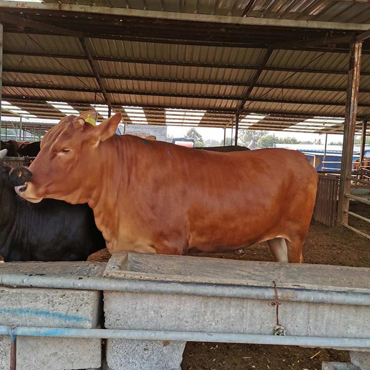 改良肉牛价格 肉牛利木赞牛 改良肉牛犊 鼎荣 基地养殖