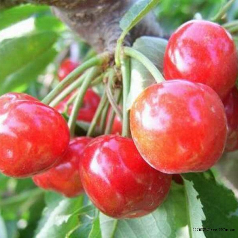 柯迪亚樱桃苗当年结果当年结果20克的大樱桃