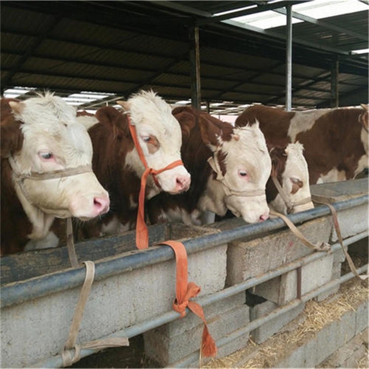 西门塔尔牛养殖视频挑选 西门塔尔小牛母牛犊出售 通凯 四川牛犊图片