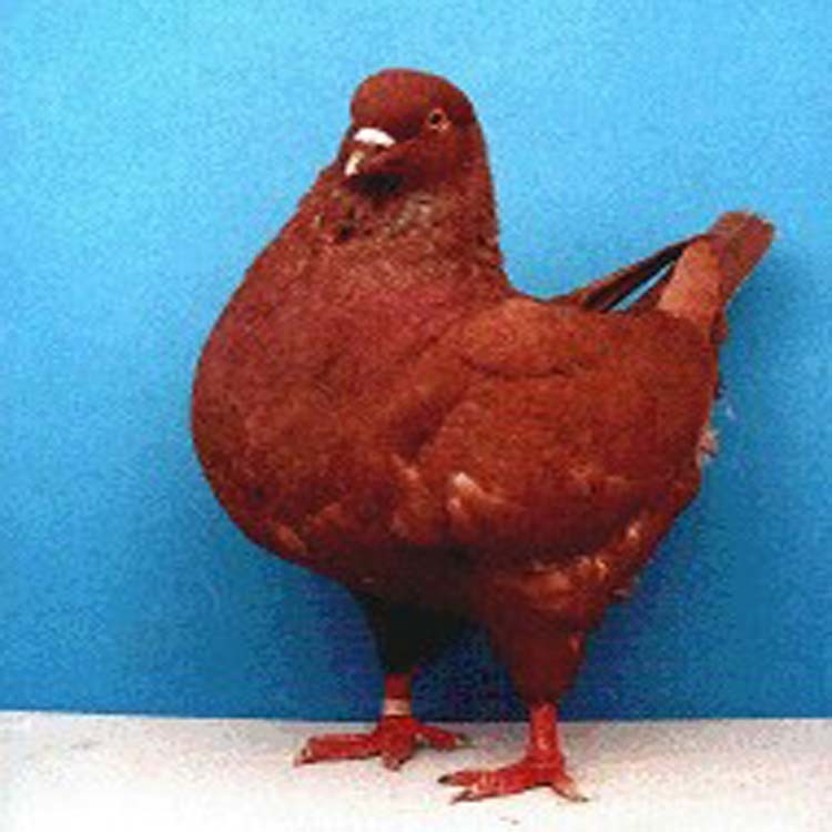 吉林红色元宝鸽价格2021 元宝鸽子种鸽养殖  大型元宝鸽子养殖场