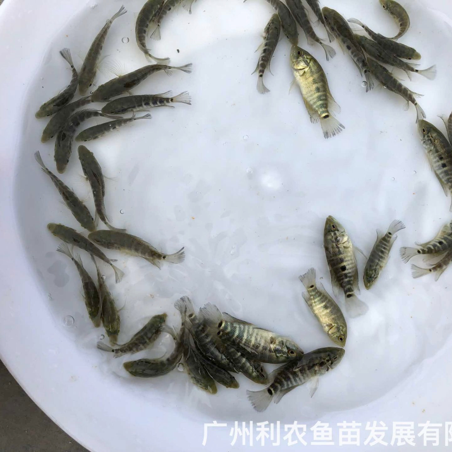 福建漳州淡水花斑鱼苗出售福州长乐石斑鱼苗批发价格