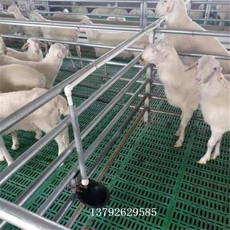 羊用垫板 养羊专用漏粪板 标准化羊场设施