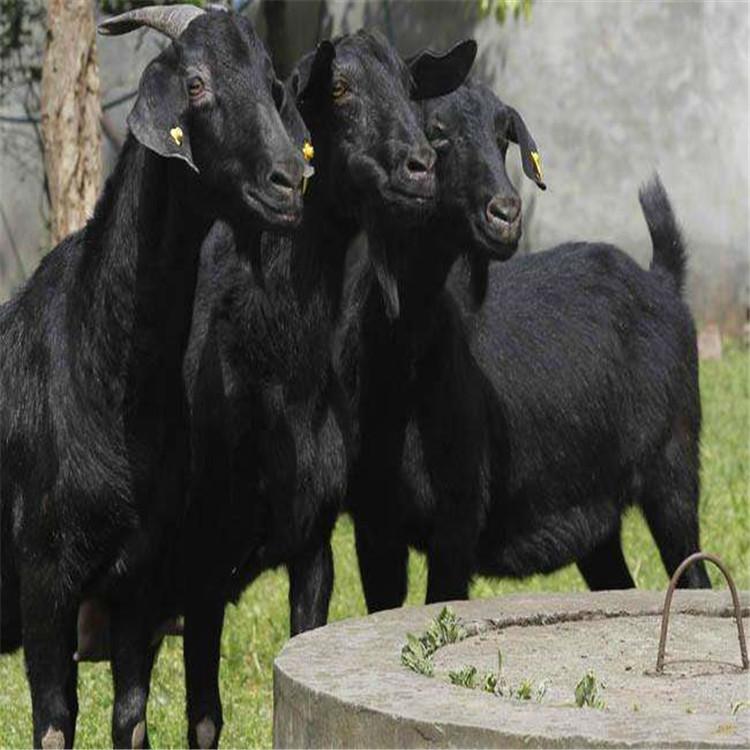 圈养100只羊一年的利润 黑山羊小羊苗 黑山羊活羊 现代 大量批发