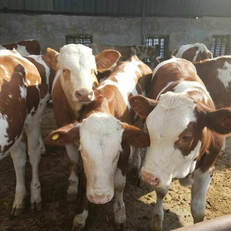 西门塔尔牛 12个月牛苗 种牛 牛犊 山东嘉祥养殖基地供应图片