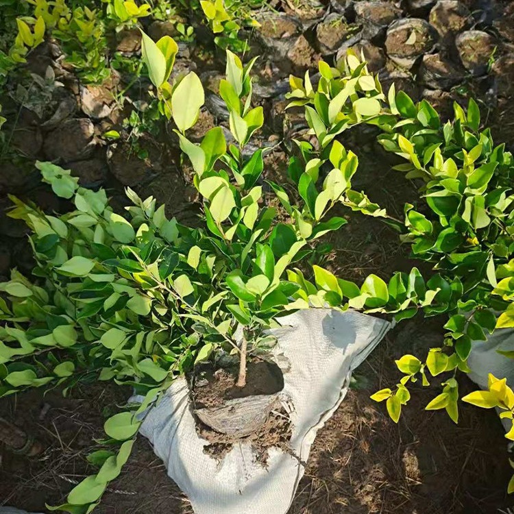 博大种植基地大量出售金森女贞大杯苗高度40-50公分 植株强健 移栽成活率高