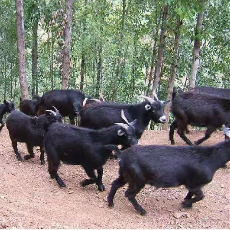 黑山羊养殖前景 黑山羊怀孕母羊价格 求购黑山羊 现代 活体批发
