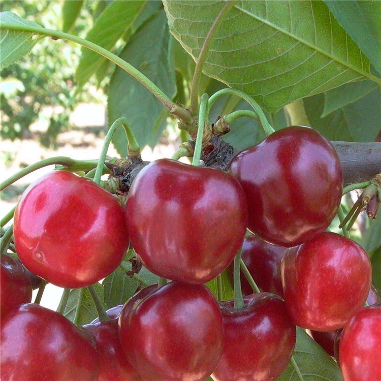 吉塞拉矮化大樱桃苗 2公分占地樱桃苗 吉塞拉樱桃苗种植方法及时间