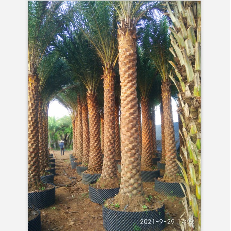 银海枣种植厂家 棕榈科 行道树精品银海枣