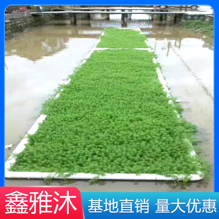 人工生态浮岛厂家 生态浮床价格 生态浮岛生产厂家 鑫雅沐水景供应图片