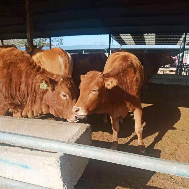 新疆鲁西黄肉牛价格 利木赞牛养殖场基地 改良肉牛小牛犊 鼎荣 出售批发