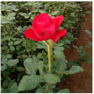 大理剑锋法国红玫瑰苗长期销售 大理剑锋法国红玫瑰苗市场