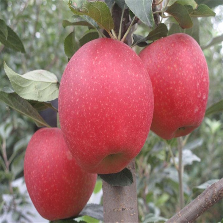 红星苹果树苗 1公分嫁接苹果苗产品介绍 红星苹果苗价格 泰安兴红农业