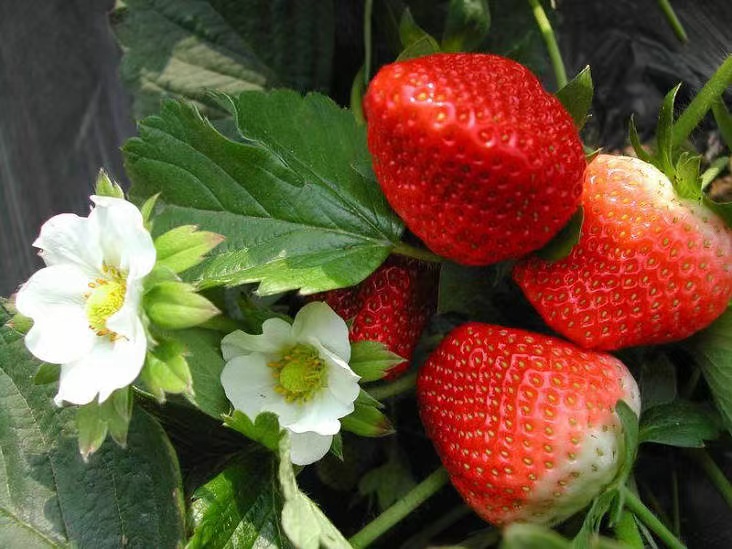 妙7草莓苗奶油草莓苗打冷发货加冰保温箱发货