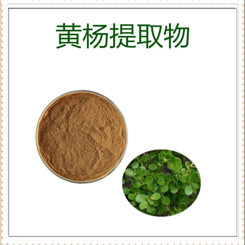 黄杨提取物10:1 食品级 速溶粉 多规格 水溶性 沃特莱斯生物图片