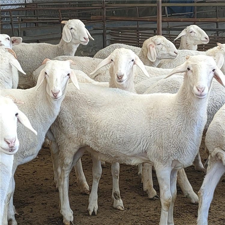 改良小尾寒羊母羊 羊羔 繁殖力强 采食性广 多胎多羔 中威盛养殖示例图6