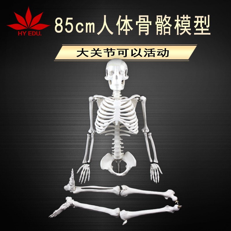 医学模型85CM人体骨骼模型 模型展示 医用教学
