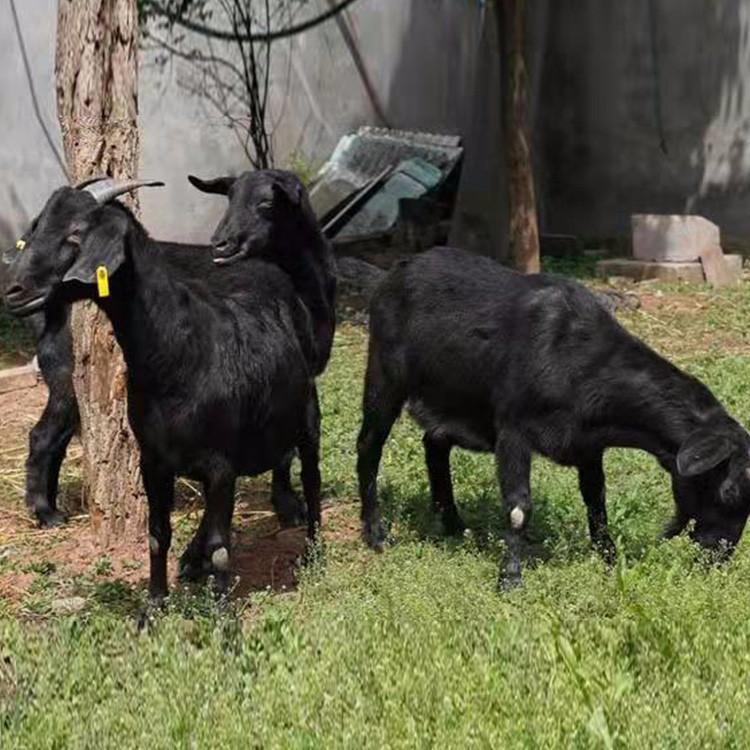 黑山羊羊苗价格 多品种肉羊苗价格 黑山羊苗指导饲养 现代 基地养殖
