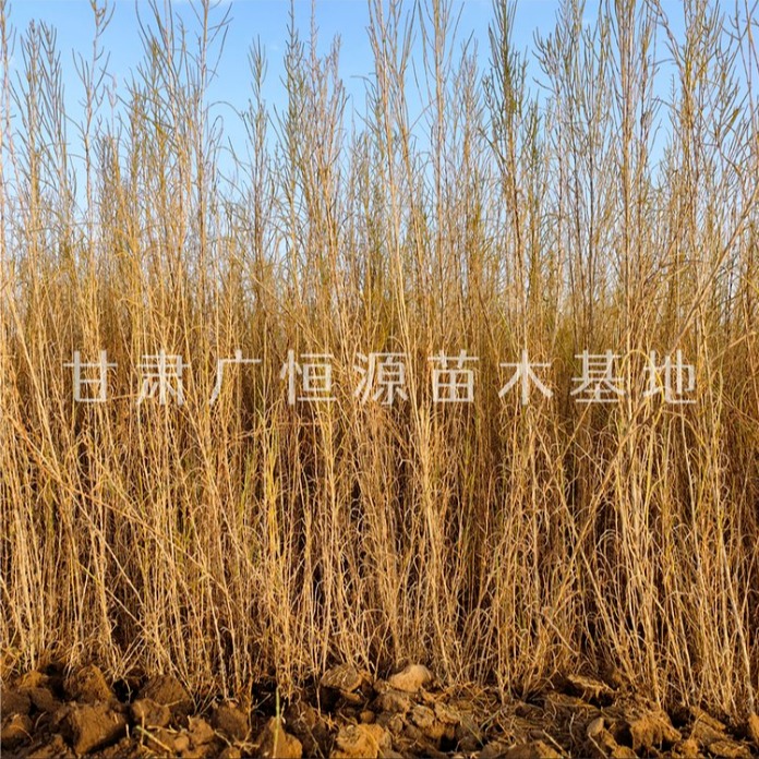 一年生梭梭苗 沙漠绿化苗木 治沙造林品种 一手货源图片
