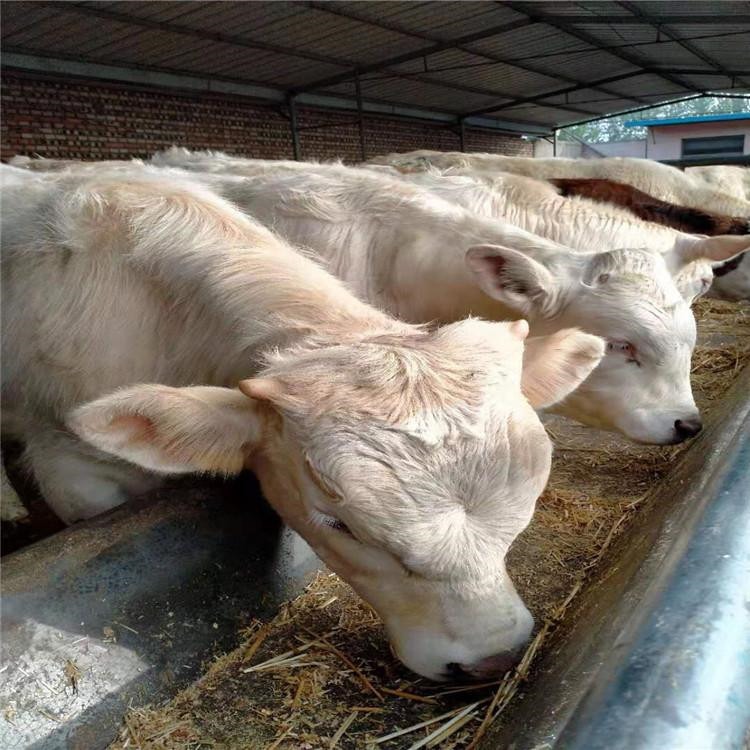 湖南黄牛犊价格 食用肉牛犊 通凯 批发夏洛莱肉牛犊价格图片