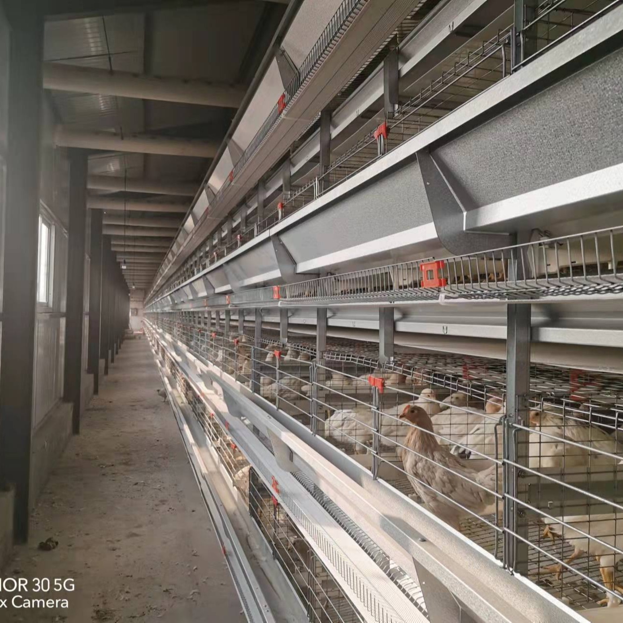 信必达 自动化阶梯式四层蛋鸡笼 三层框架式笼子 耐腐蚀养鸡设备