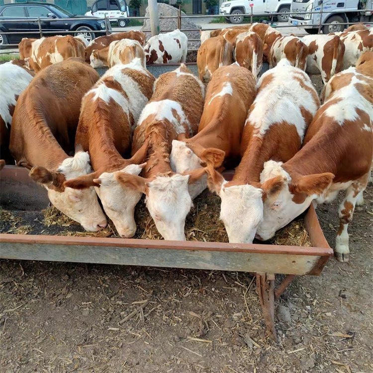 牛犊 肉牛养殖技术 品种好 中威牧业图片