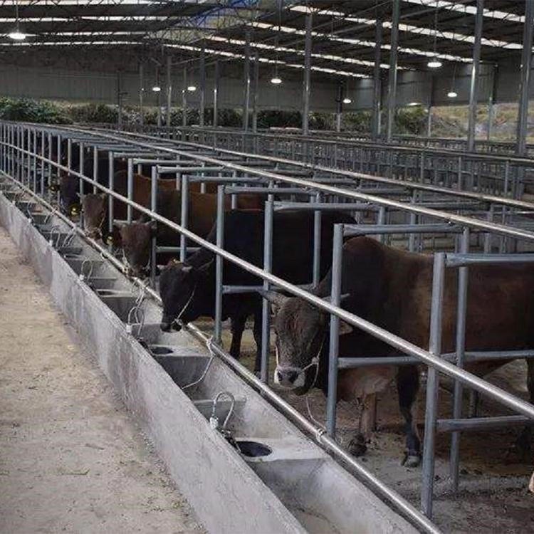 400斤西门塔尔牛价格 四川黄牛犊养殖基地 通凯 出售批发