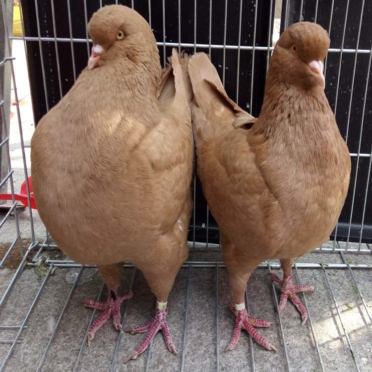 安徽元宝鸽养殖场 元宝鸽价格 大体雪花元宝鸽 2斤的元宝鸽图片