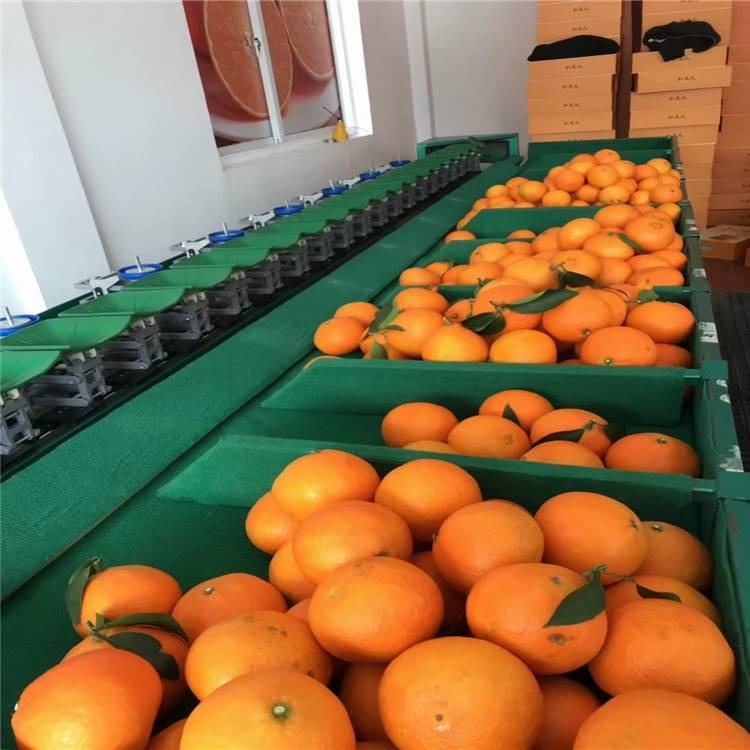 红美人柑桔选果机 水果重量分选机  凯祥多功能柑桔选果机