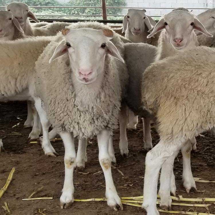 小尾寒羊肉羊养殖场 现代 小尾寒羊羊羔批发 高产活体小尾寒羊羔批发 批发供应图片