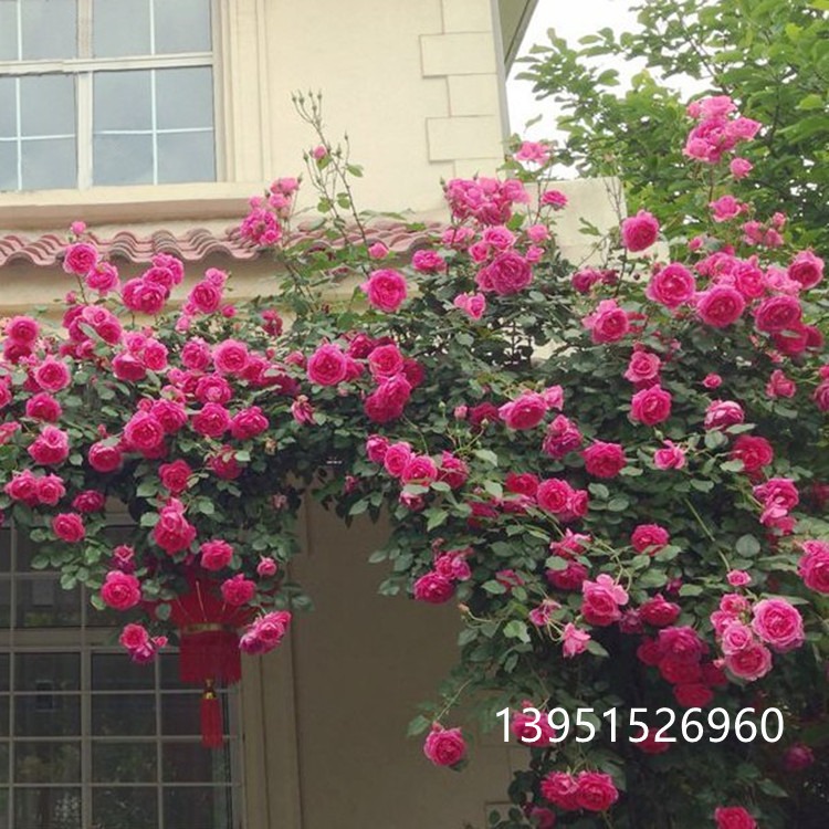 藤本月季玫瑰 御用马车 蔷薇大苗 花大浓香 爬藤月季苗植物