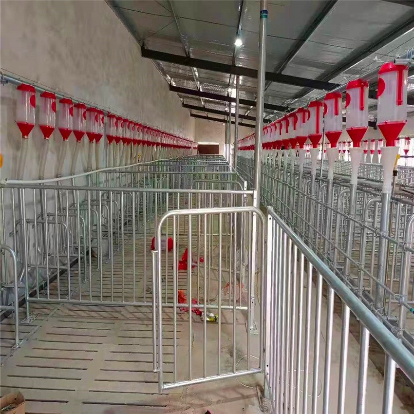 猪用自动化设备 喂猪料线 猪场自动送料系统 猪哈哈规划设计