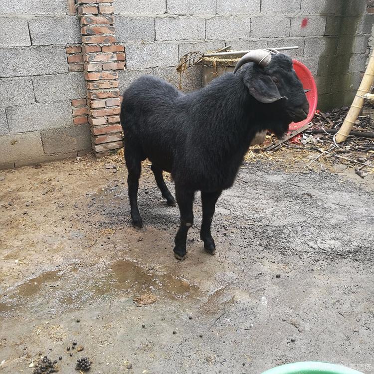 黑山羊怀孕母羊 黑山羊苗一只价格 养30只黑山羊年利润 提供技术支持
