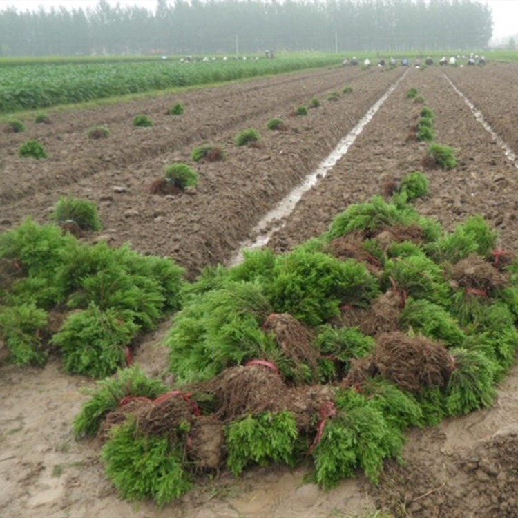 供应蜀桧小苗 高度10-20公分 扦插小苗 博大绿化种植基地
