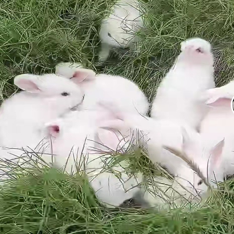 肉兔品种长的大的 肉兔养殖场 肉兔公羊兔子价格