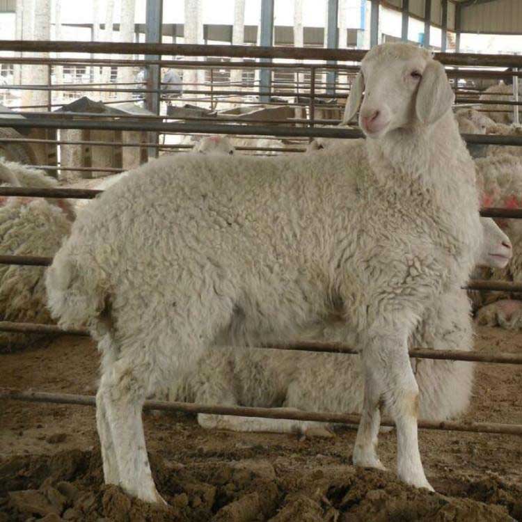 小尾寒羊新品种 现代 小尾寒羊羊羔批发 小尾寒羊养殖规格 价格优