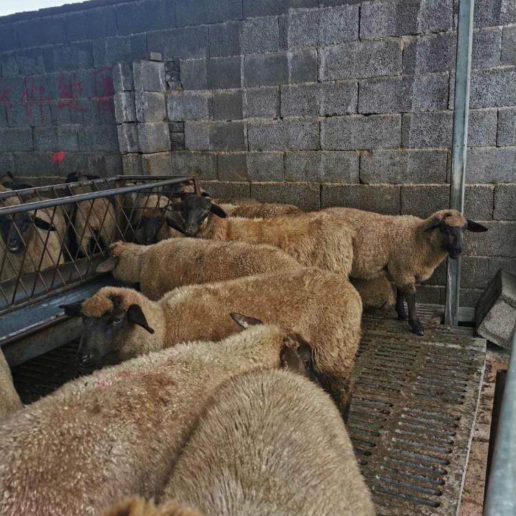 绒山羊羊羔价格 纯种长毛绒山羊养殖场 通凯 绒山羊行情图片