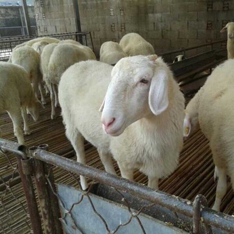 湖羊与小尾寒羊 现代 小尾寒羊活体批发 小尾寒羊波尔山羊羔 价格优