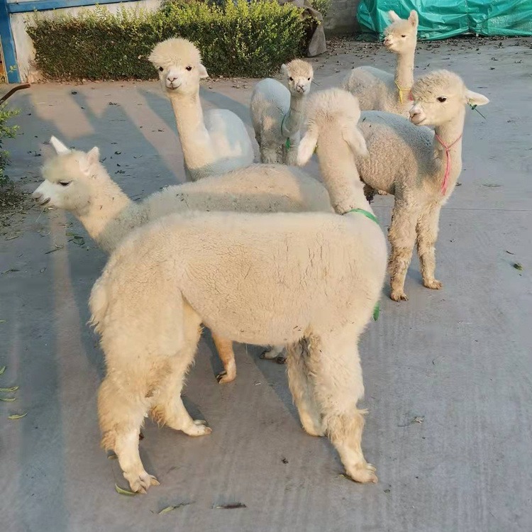 羊驼养殖场 活体羊驼出售出租 小羊驼出售