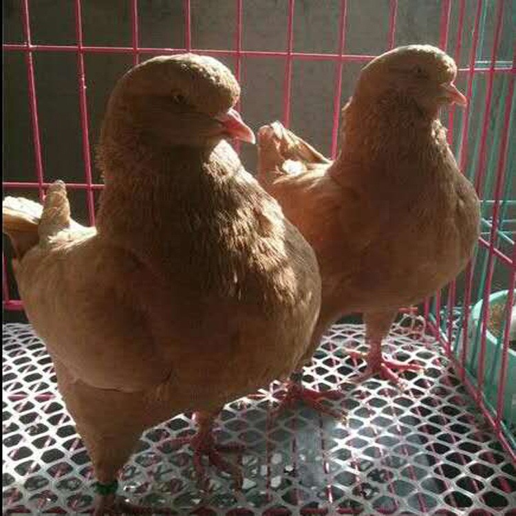 元宝鸽子种鸽养殖场2021 元宝鸽特大 2斤的元宝鸽子