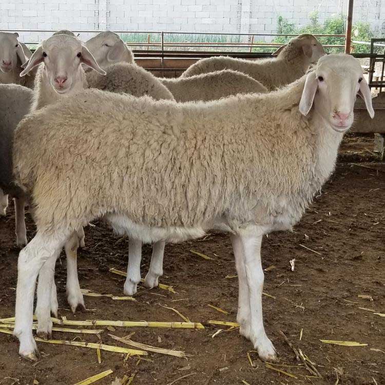 成年小尾寒羊种公羊 现代 头胎小尾寒羊孕羊 小尾寒羊种羊基地 批发零售